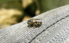 Pachyhalictus