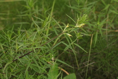 Melampyrum argyrocomum