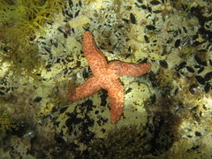 Uniophora granifera