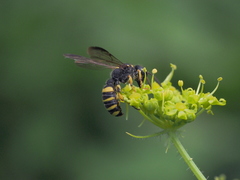 Cerceris arenaria