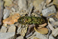 Chalcodrya variegata