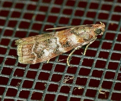 Dioryctria pygmaeella