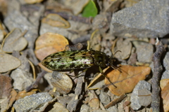 Chalcodrya variegata