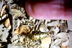 Chalcodrya variegata