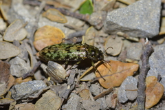 Chalcodrya variegata