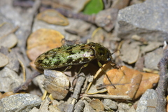 Chalcodrya variegata