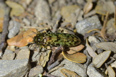 Chalcodrya variegata