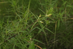 Melampyrum argyrocomum