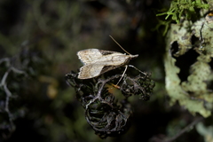Eudonia pongalis