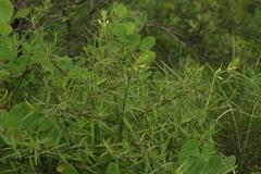 Melampyrum argyrocomum