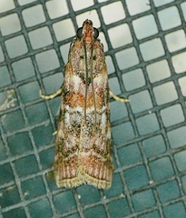 Dioryctria pygmaeella