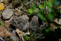 Hydriomena hemizona
