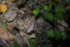 Hydriomena hemizona