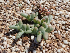 Mesembryanthemum digitatum