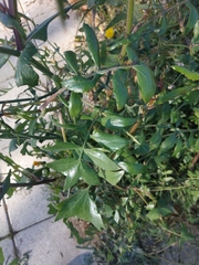 Sonchus tenerrimus