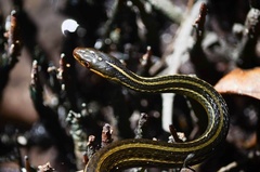 Thamnophis proximus rutiloris