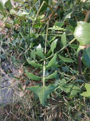 Sonchus tenerrimus
