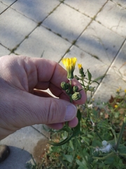 Sonchus tenerrimus
