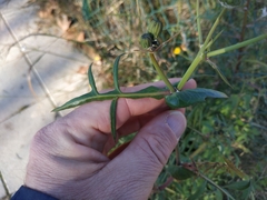 Sonchus tenerrimus