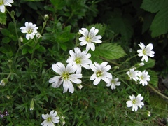 Cerastium strictum