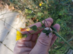 Sonchus tenerrimus