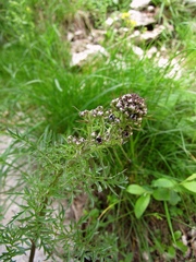 Scrophularia juratensis