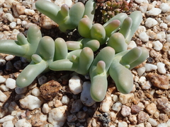 Mesembryanthemum digitatum