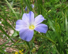 Linum julicum