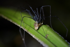 Pantopsalis cheliferoides