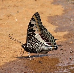 Charaxes castor flavifasciatus