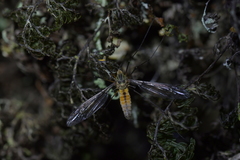 Leptotarsus vulpinus