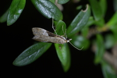 Eudonia pongalis
