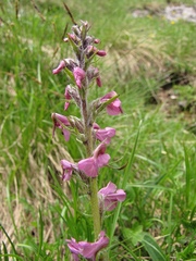 Pedicularis rostratospicata
