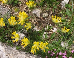 Anthyllis vulneraria alpestris
