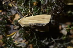 Ichneutica sulcana