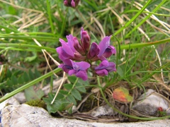 Oxytropis neglecta