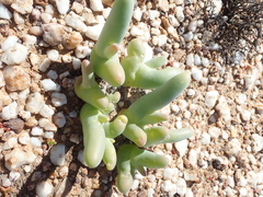 Mesembryanthemum digitatum