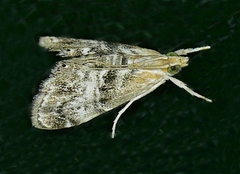 Dicymolomia grisea