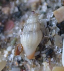 Neoguraleus lyallensis