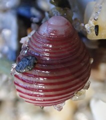 Roseaplagis rufozona