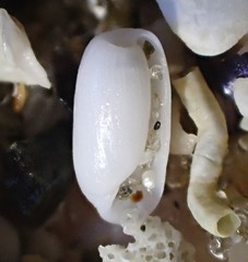 Cylichna