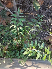 Sonchus tenerrimus