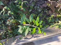 Sonchus tenerrimus