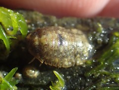 Exosphaeroma planulum