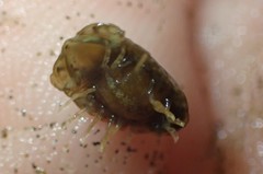 Exosphaeroma planulum