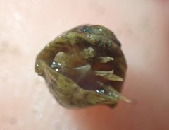 Exosphaeroma planulum