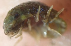 Exosphaeroma planulum