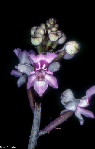 Cynorkis ridleyi