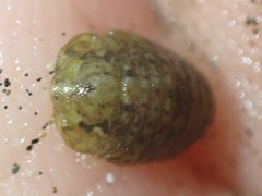 Exosphaeroma planulum