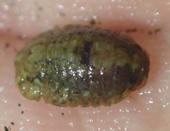 Exosphaeroma planulum